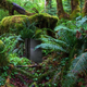 Image for article titled Environmentalism Win: For Every PS5 Sold, Sony Will Plant A PS4 In The Amazon Rainforest